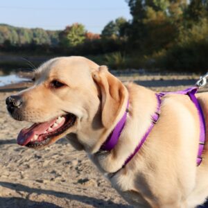 Coastal  Adjustable Dog Collar with Metal Buckle