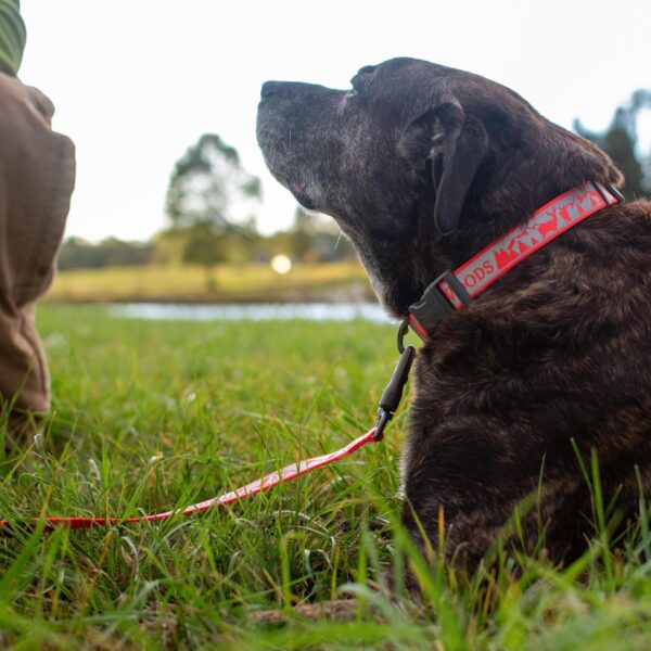 Water & Woods Adjustable Reflective Dog Collar