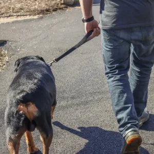 Double-Ply Dog Traffic Leash