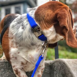 Coastal  Adjustable Dog Collar with Metal Buckle