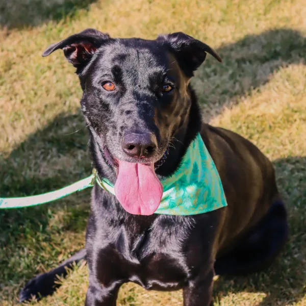 Accent Metallic Over the Collar Dog Bandana