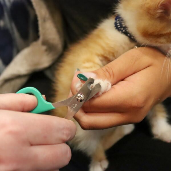 Lil Pals  Kitten Nail Trimmer