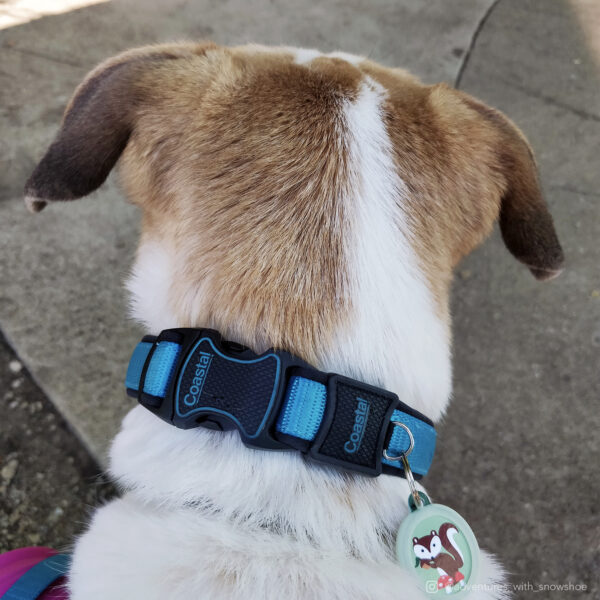 Inspire Adjustable Dog Collar