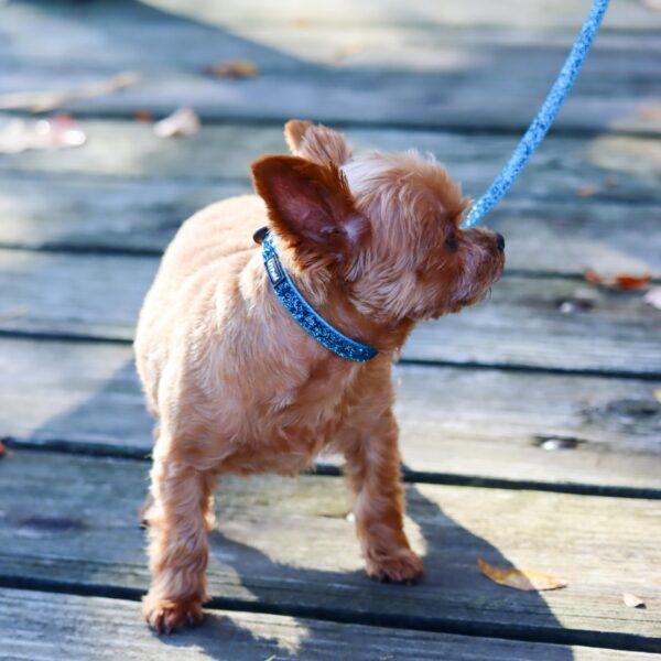 Lil Pals  Adjustable Dog Collar with Glitter Overlay