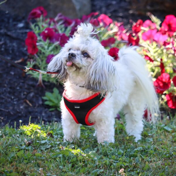 Lil Pals  Mesh Harness and Leash Combo