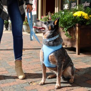 Sublime  Adjustable Dog Collar