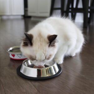 Maslow Non-tip Cat Bowl