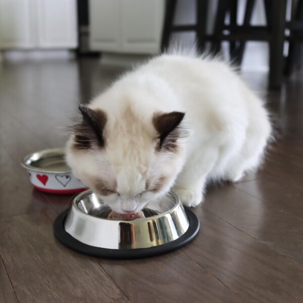 Maslow Non-tip Cat Bowl