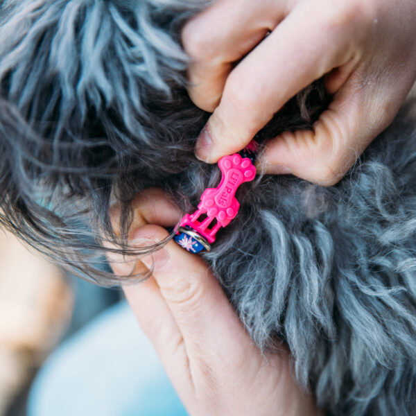 Lil Pals  Reflective Dog Collar