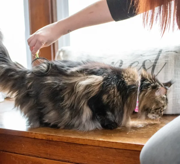 Safari  by Coastal  Cat Shedding Blade