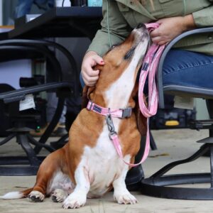 Water & Woods Adjustable Dog Collar