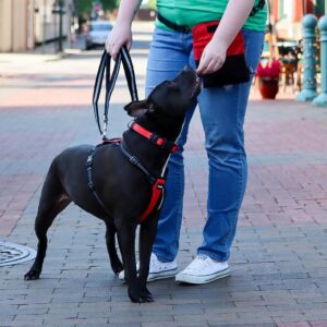 Coastal  Double-Handle Bungee Leash