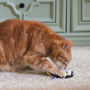 Turbo  by Coastal  Whimsy Cat Toy