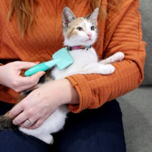 Lil Pals  Kitten Massage Brush