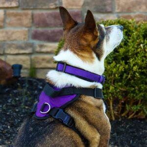 Inspire Adjustable Dog Harness with Handle