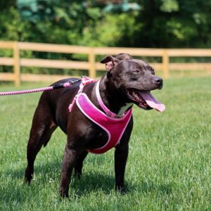 Coastal  Rope Dog Leash