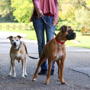 2 Dog Walker Tangle-Free Adjustable Leash