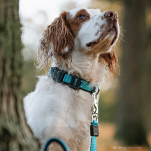 Inspire Adjustable Dog Collar