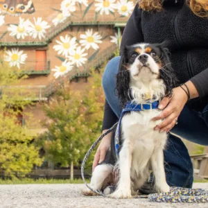 Accent Metallic Adjustable Dog Harness