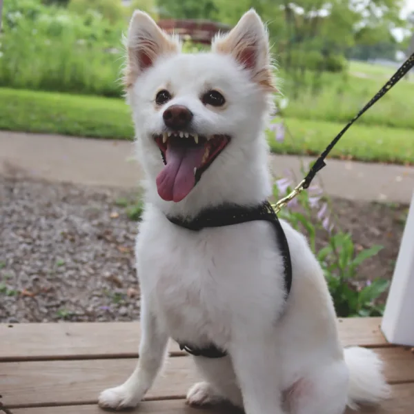 Accent Metallic Adjustable Dog Harness