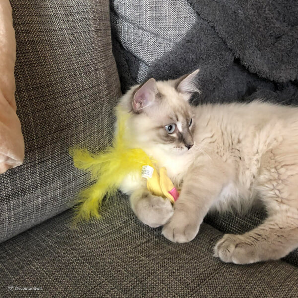 Turbo  Scent Locker Bird with Catnip Spray