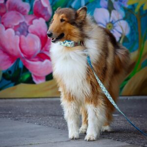 Sublime  Dog Leash