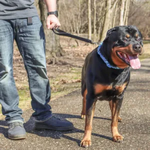 Double-Ply Dog Traffic Leash