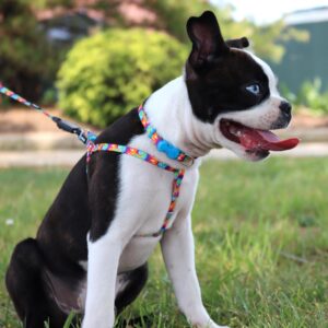 Lil Pals  Comfort Wrap  Adjustable Dog Harness