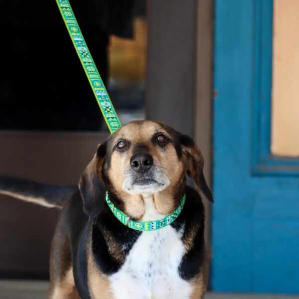 Ribbon Dog Leash