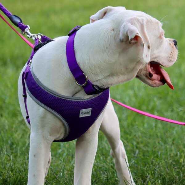 Coastal  Adjustable Dog Collar with Plastic Buckle