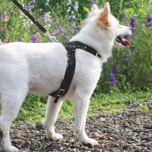 Accent Metallic Adjustable Dog Harness