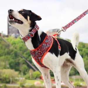 Sublime  Reversible Dog Harness