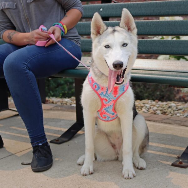 Sublime  Reversible Dog Harness