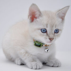 Lil Pals  Adjustable Breakaway Kitten Collar