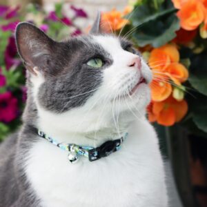 Safe Cat  Morris Animal Foundation Adjustable Breakaway Collar