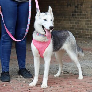 Sublime  Reversible Dog Harness