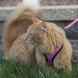 Comfort Soft  Adjustable Cat Harness with 6 Leash