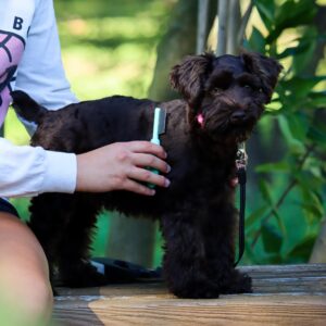 Lil Pals  Puppy Grooming Kit