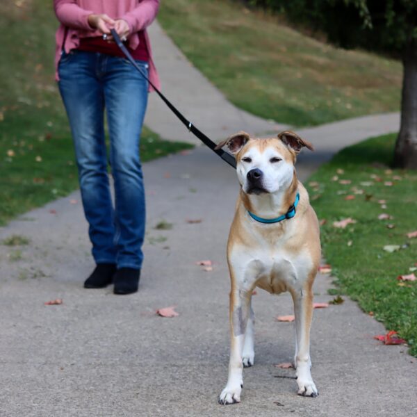 Padded Multi-Function Dog Leash