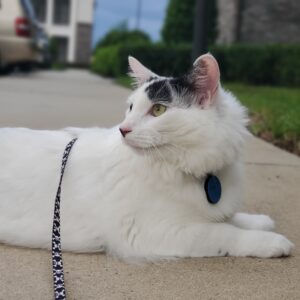 Figure "H" Fashion Adjustable Cat Harness and Leash Combo