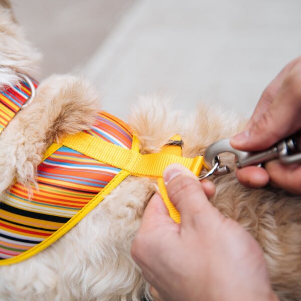 Sublime  Reversible Dog Harness