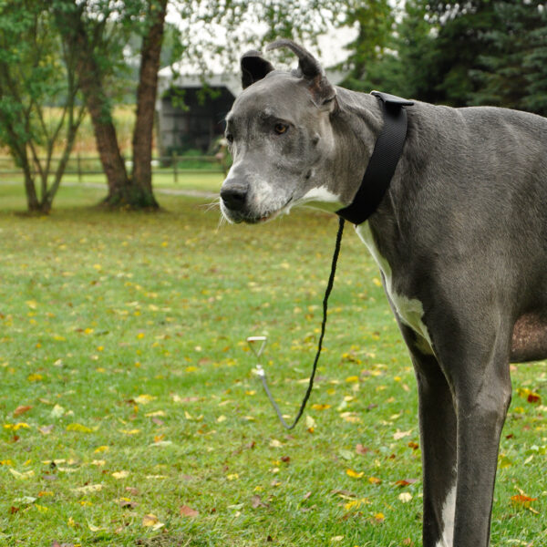 Titan  Dog Tie Out Stakes for Loose Soil