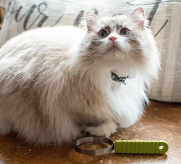 Safari  by Coastal  Cat Shedding Blade