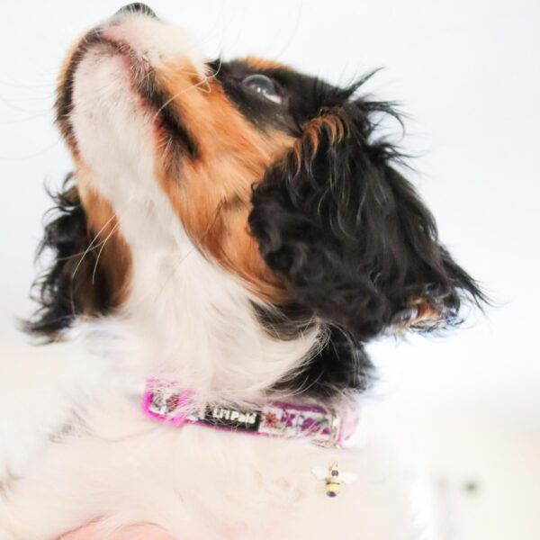 Lil Pals  Charming Ribbon Overlay Dog Collar