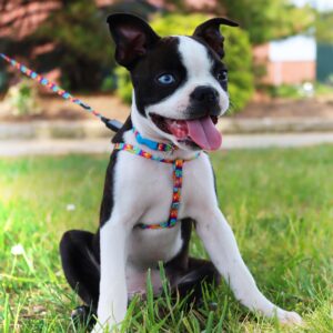 Lil Pals  Adjustable Patterned Dog Collar