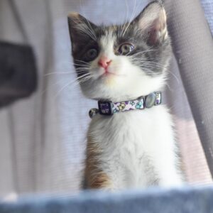 Lil Pals  Adjustable Breakaway Kitten Collar