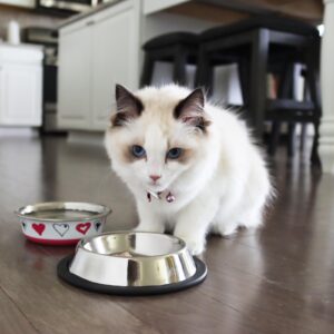 Maslow Non-tip Cat Bowl