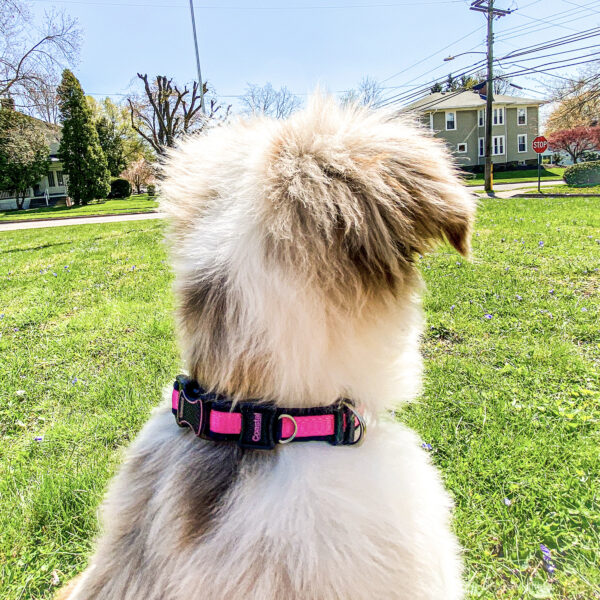 Inspire Adjustable Dog Collar