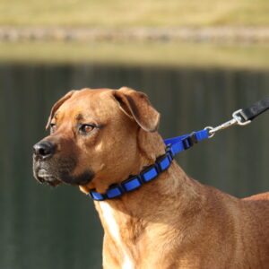 Natural Control Training Collar