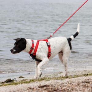 K9 Explorer   Brights Reflective Front-Connect Harness